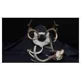 DEER HORN MOUNTS