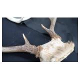 DEER HORN MOUNTS