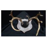 DEER HORN MOUNTS