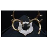 DEER HORN MOUNTS
