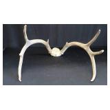 DEER HORNS