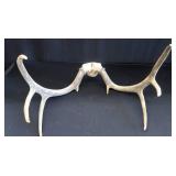 DEER HORNS