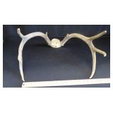 DEER HORNS