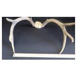 DEER HORNS