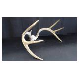DEER HORNS
