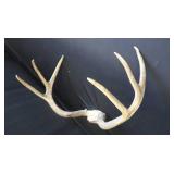 DEER HORNS