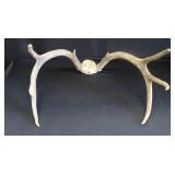 DEER HORNS