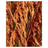 Deep Red Lightweight Vase with Faux Decor