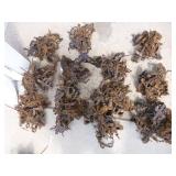 Duke 1 1/2 Jaw Coil Spring Traps