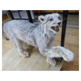Taxidermy Lynx