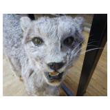 Taxidermy Lynx