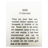 Wm Spear Designs Beautiful Champleve Enamel Iris Gold Plated Copper Lapel Pin. Attached To Original Packaging