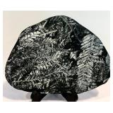 Vintage Fern Fossil