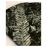 Vintage Fern Fossil