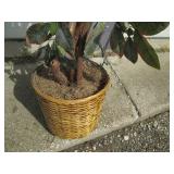 Beautiful 5+ ft Faux ficus tree dec...