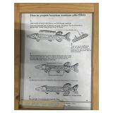 Cleaning Northern Fish Diagram