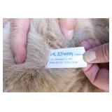 Holiday DeCor Christmas…Stuffies