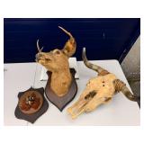 Taxidermy Lot deer head, pheasant head, bull skull