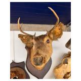 Taxidermy Lot deer head, pheasant head, bull skull