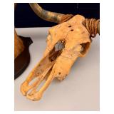 Taxidermy Lot deer head, pheasant head, bull skull