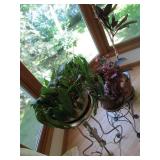 Trio of live plants in assorted sty...