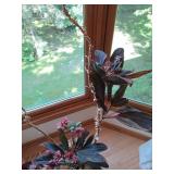 Trio of live plants in assorted sty...