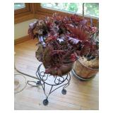 Trio of live plants in assorted sty...