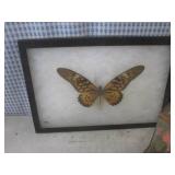 (BSB) Butterfly Collection...