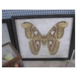 (BSB) Butterfly Collection...