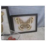 (BSB) Butterfly Collection...