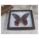 (BSB) Butterfly Collection...