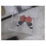 (BSB) Butterfly Collection...