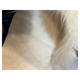 Home Decor Lot: Lamp, Lambskin Rug, and Assorted Books