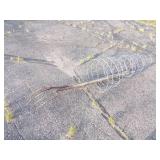 3 Tomato Cages and 2 Pitchforks