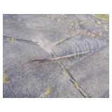 3 Tomato Cages and 2 Pitchforks