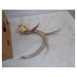 Antlers and Bones with knife making supples