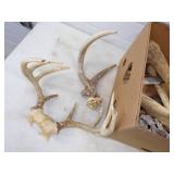 Antlers and Bones with knife making supples
