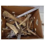 Antlers and Bones with knife making supples