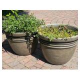 Two Large Outdoor Plants (lot 2 of 2)