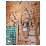 Four Point White Tail Rack
