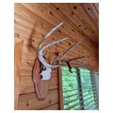 Four Point White Tail Rack