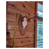 Three Point White Tail Rack