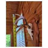 Three Point White Tail Rack