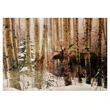 "Walk In The Woods" Framed Print by Stephen Lyman