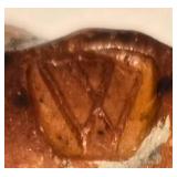 Eclectic Vintage Crockery & Duck/Goose Decor