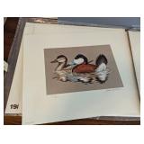 Assorted Unframed Duck Stamp Prints