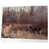 Four Unframed Deer Prints