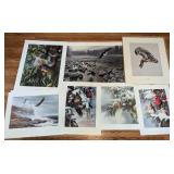 Assorted Unframed Bird Prints