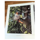 Assorted Unframed Bird Prints