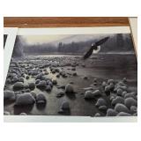 Assorted Unframed Bird Prints